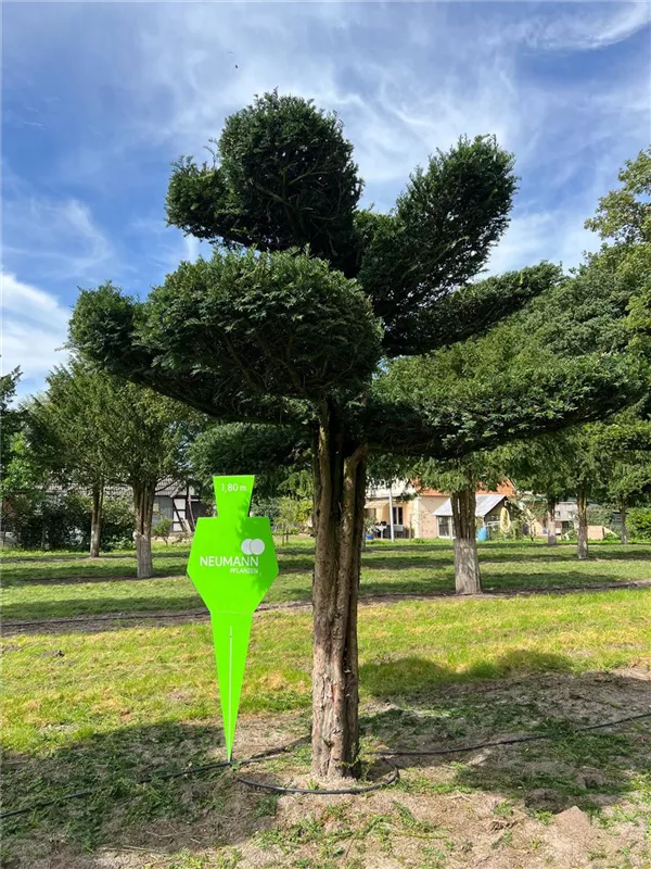 Taxus baccata