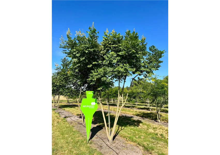 Blasenbaum