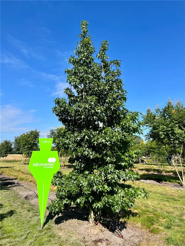 Liquidambar styraciflua