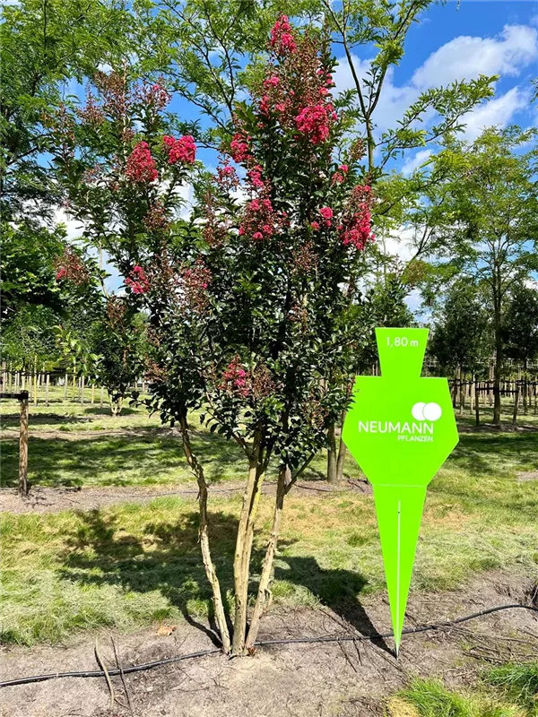 Lagerstroemia indica 'Tuscarora'