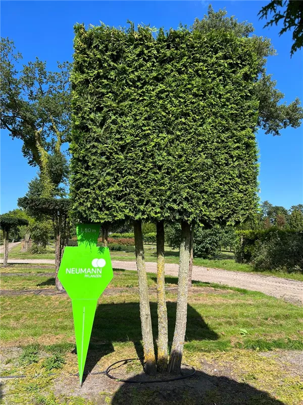 Thuja occidentalis 'Brabant'