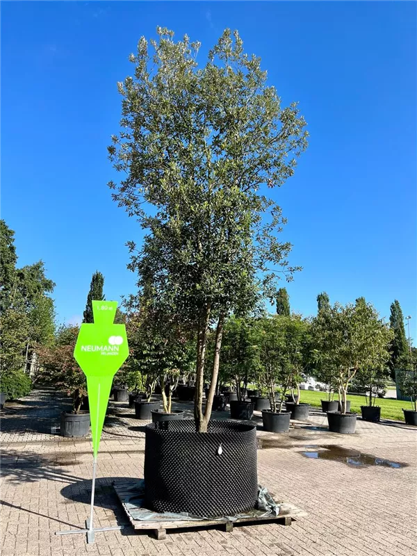 Quercus ilex