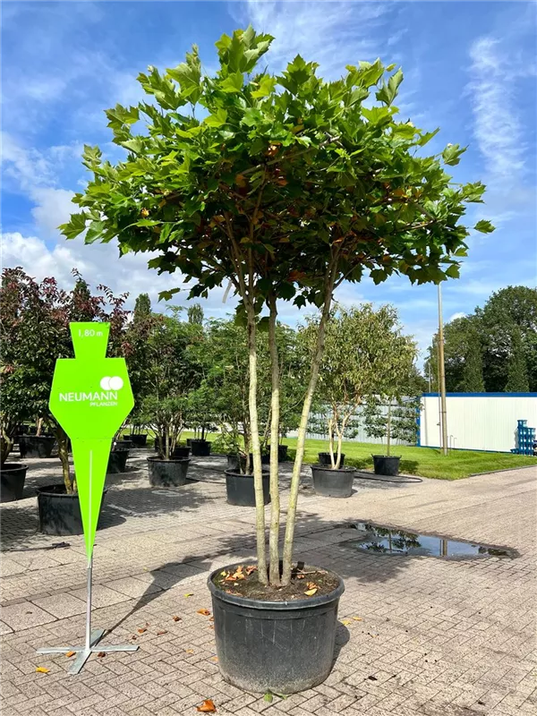 Platanus hispanica