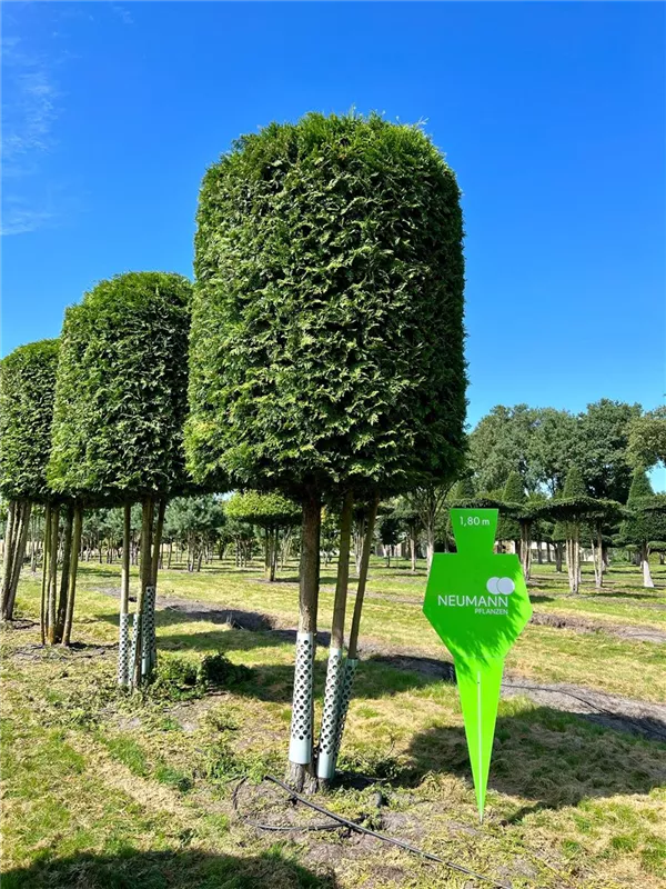 Thuja occidentalis 'Brabant'