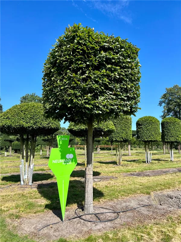 Fagus sylvatica