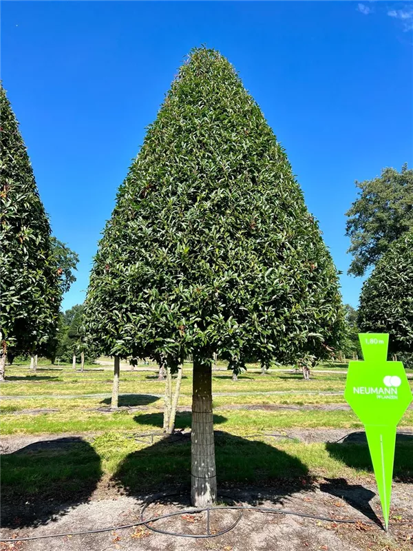 Prunus lusitanica 'Angustifolia'