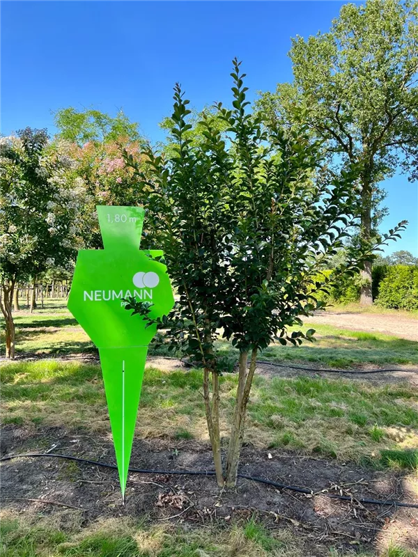 Lagerstroemia indica 'Tuscarora'