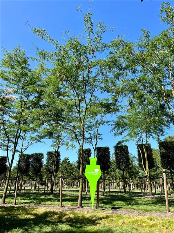 Gleditsia triacanthos 'Skyline'