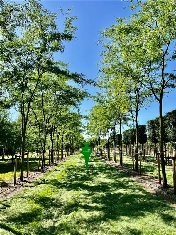 Gleditsia triacanthos 'Skyline'