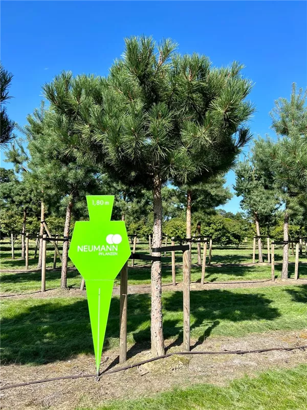 Pinus nigra ssp.nigra