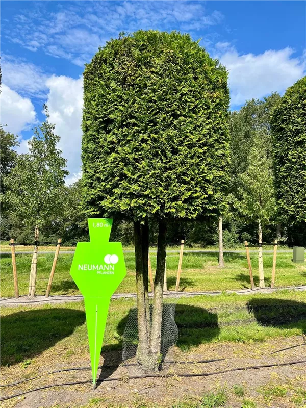 Thuja occidentalis 'Brabant'
