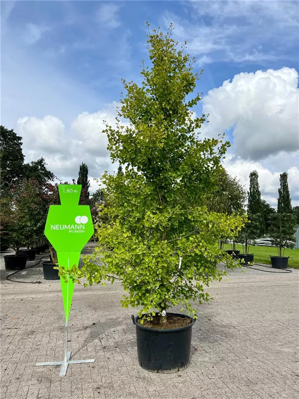Ginkgo biloba