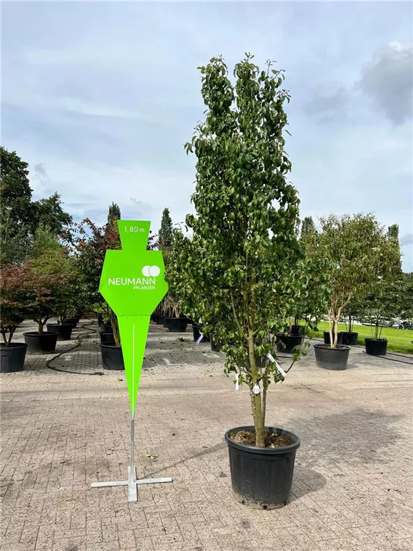 Pyrus com.'Conferencebirne' CAC