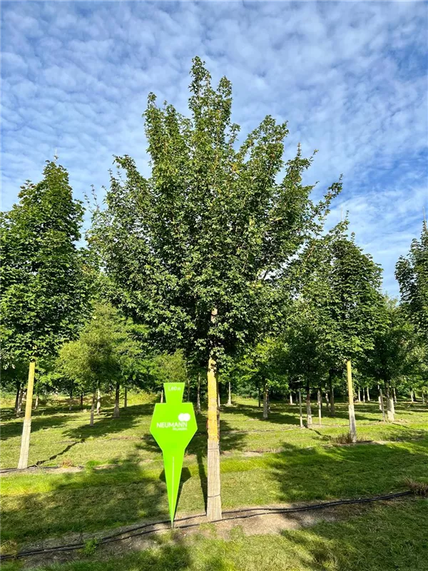 Acer campestre 'Elsrijk'