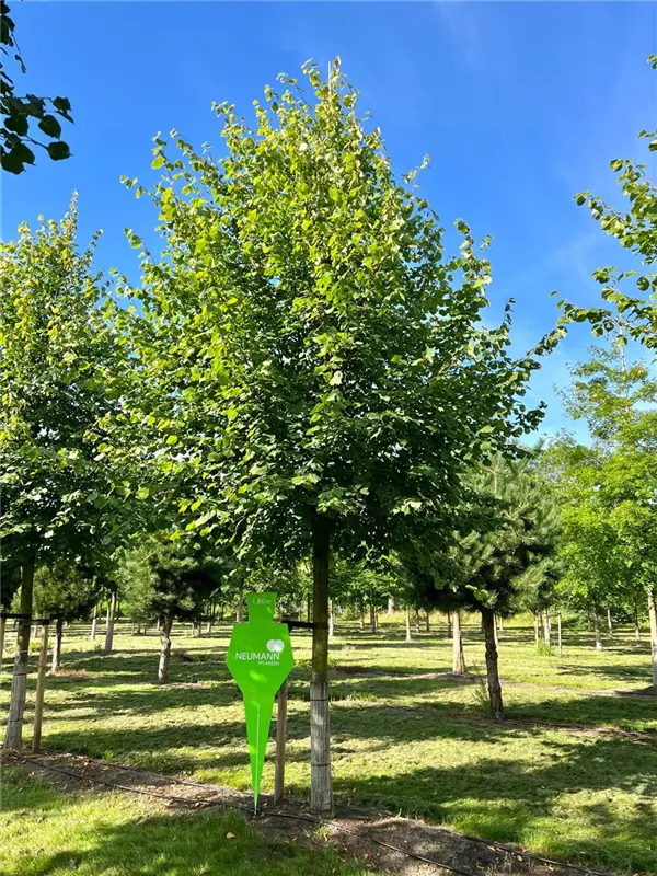 Tilia europaea 'Pallida'