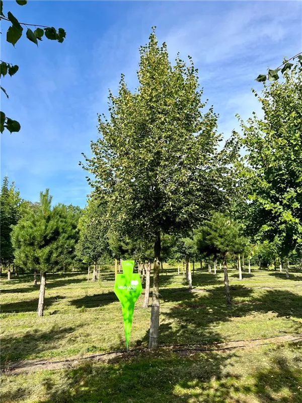 Tilia cordata 'Rancho'