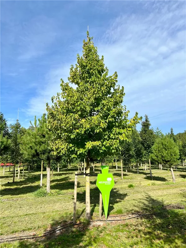 Corylus colurna