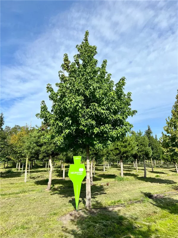 Liquidambar styraciflua 'Lane Roberts'