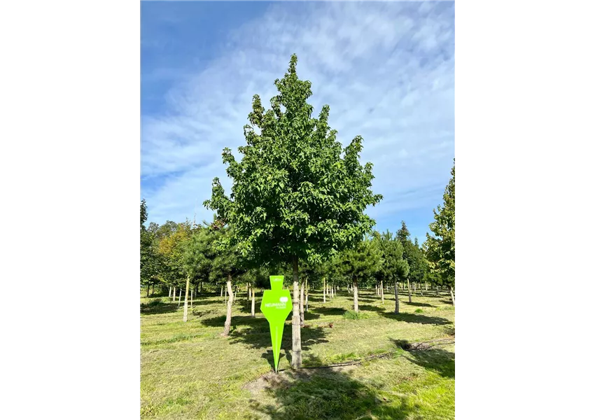 Amberbaum 'Lane Roberts'