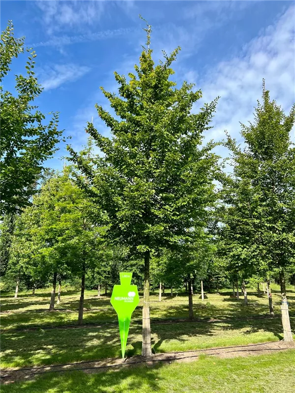 Carpinus betulus