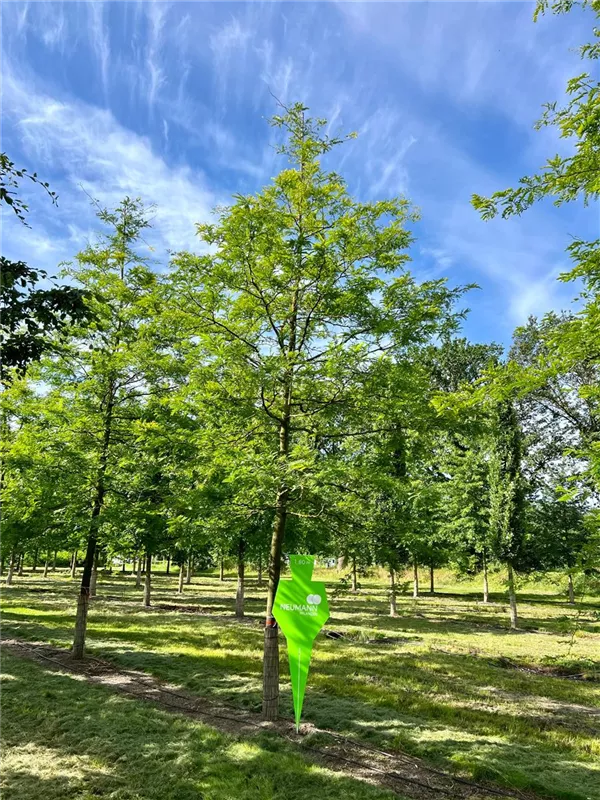 Gleditsia triacanthos 'Sunburst'