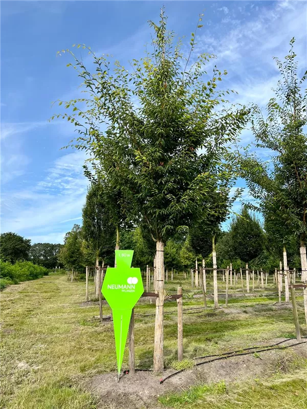 Zelkova serrata 'Green Vase'