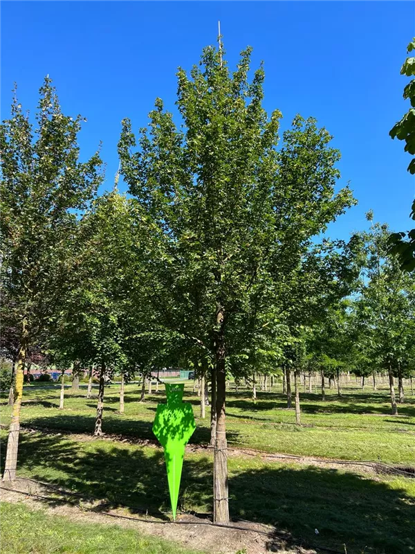 Acer campestre 'Elsrijk'