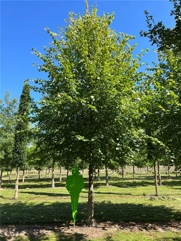 Tilia europaea 'Pallida'