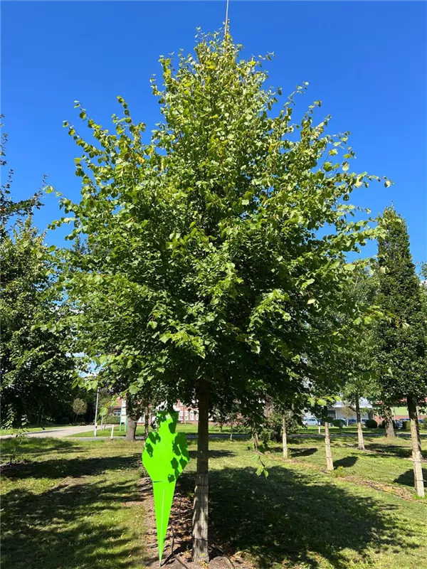 Tilia europaea 'Pallida'