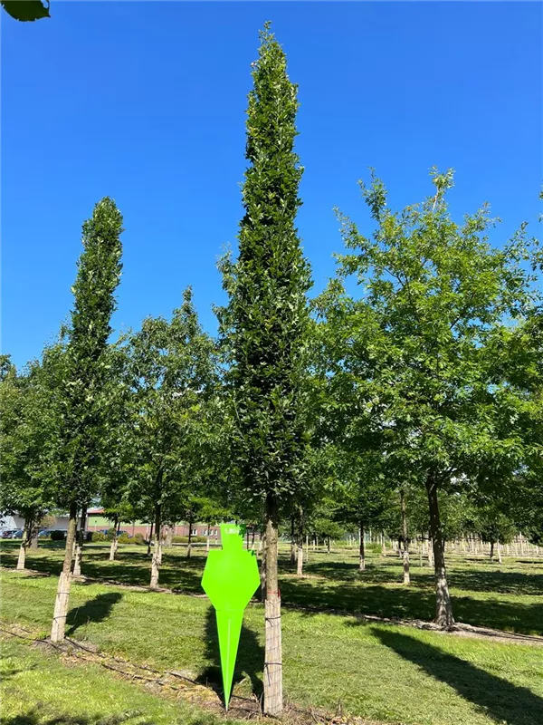 Quercus robur 'Fastigiata Koster'
