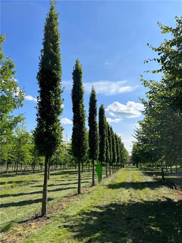 Quercus robur 'Fastigiata Koster'