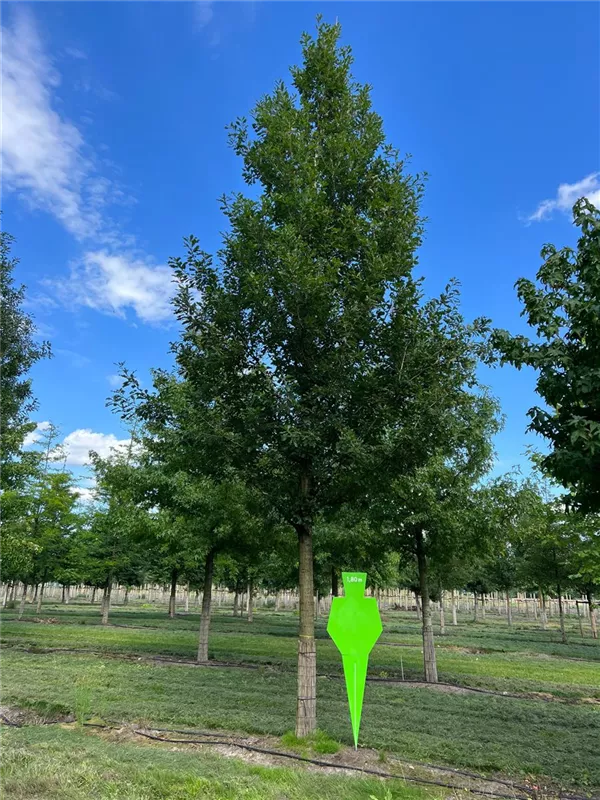 Quercus petraea 'Fastigiata'