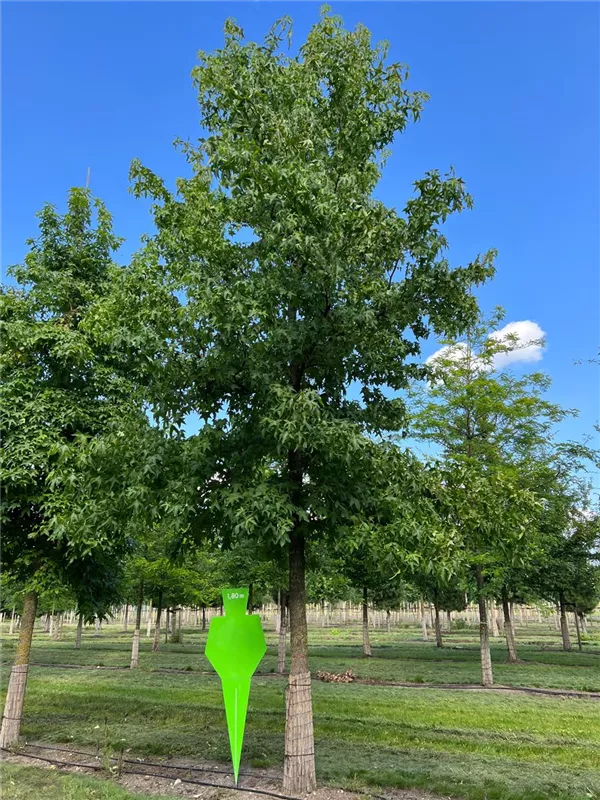 Liquidambar styraciflua
