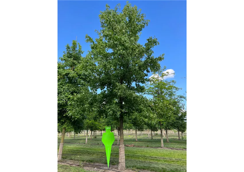 Liquidambar styraciflua