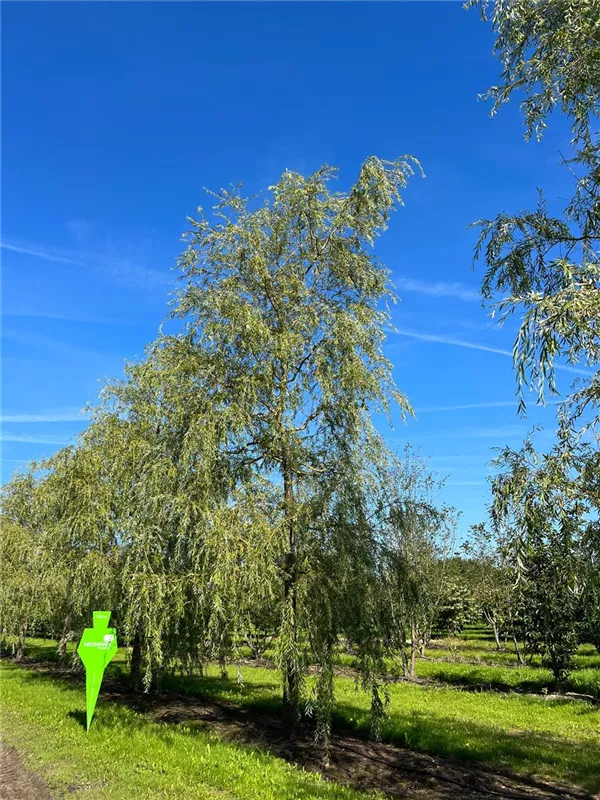 Salix alba 'Tristis'