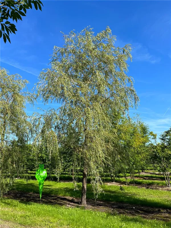 Salix alba 'Tristis'
