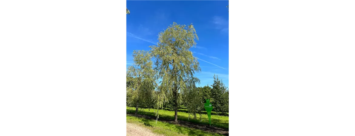 Salix alba 'Tristis', Sol Baum 6xv mDb Krbr