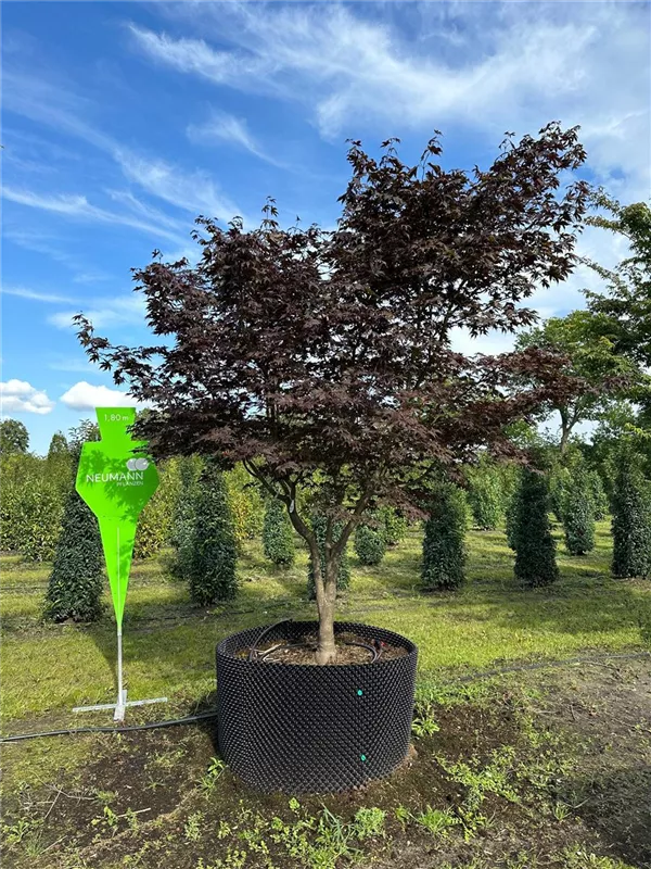 Acer palmatum 'Bloodgood'