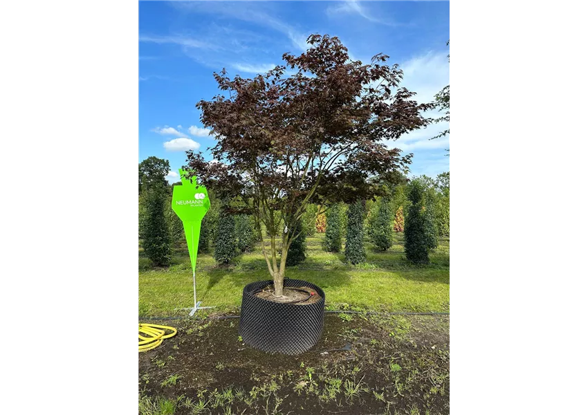 Roter Fächerahorn 'Bloodgood'