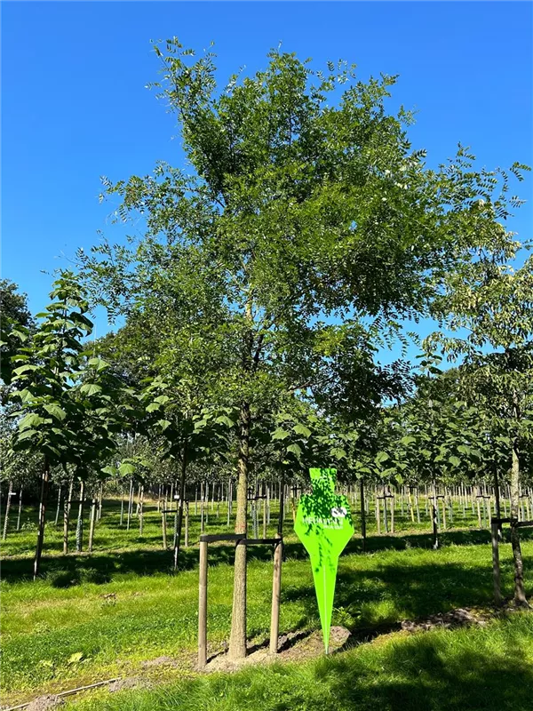 Sophora japonica