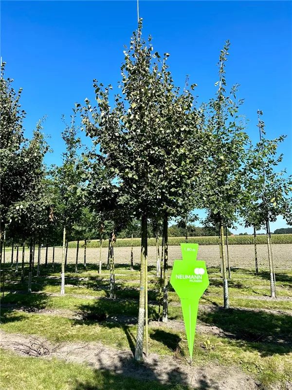 Tilia cordata 'Greenspire'