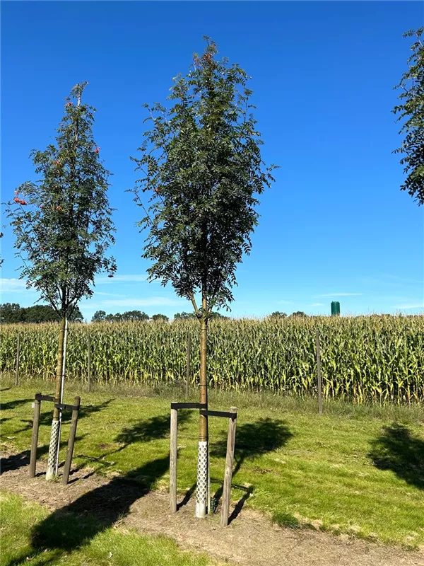 Sorbus aucuparia 'Edulis'