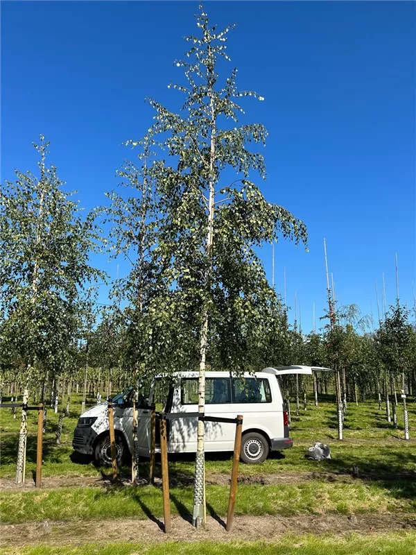 Betula pendula