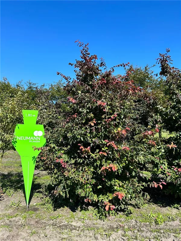 Parrotia persica