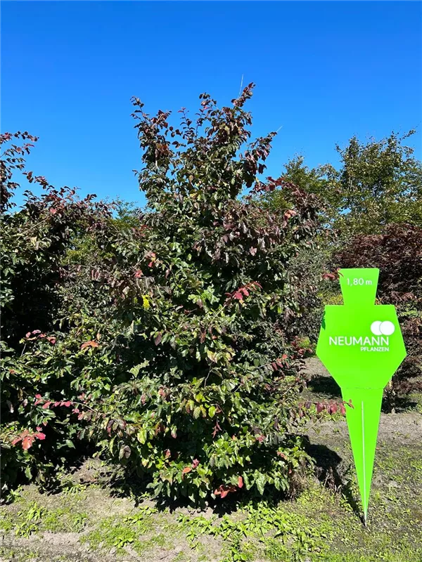 Parrotia persica