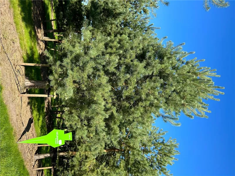 Pinus sylvestris