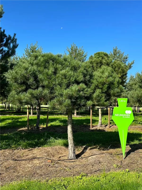 Pinus nigra ssp.nigra