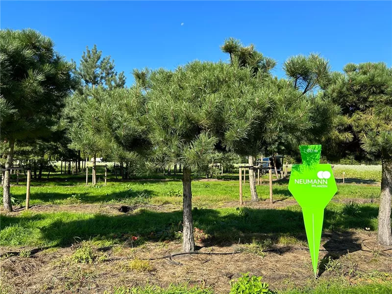 Pinus nigra ssp.nigra