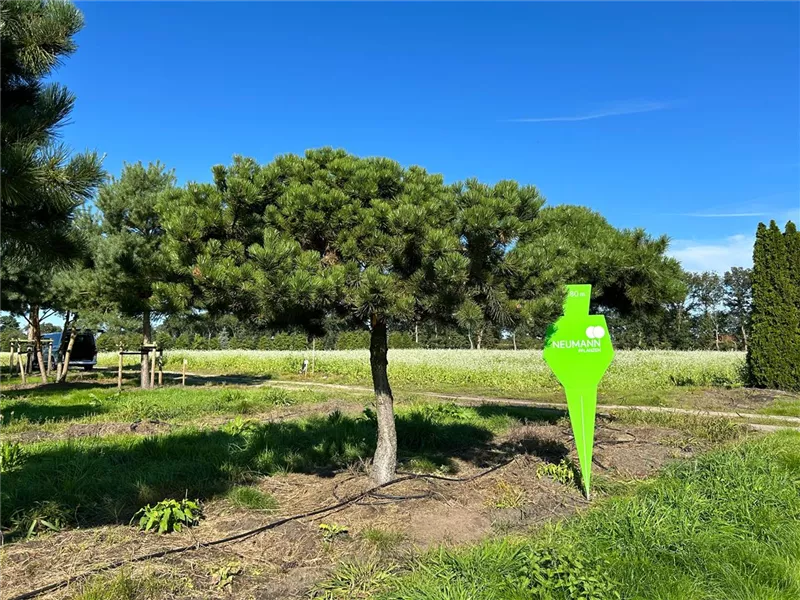 Pinus nigra ssp.nigra