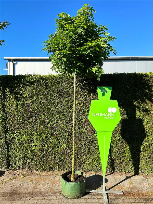 Liquidambar styraciflua 'Gumball'